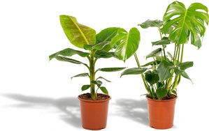 Hello Plants | Set mit 2 Zimmerpflanzen Monstera & Bananenpflanze