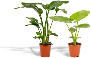 Hello Plants | Set mit 2 Zimmerpflanzen Strelitzia & Alocasia