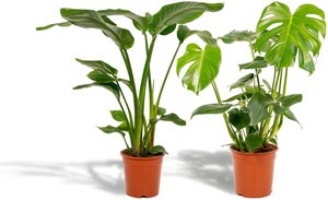 Hello Plants | Set mit 2 Zimmerpflanzen Strelitzia & Monstera