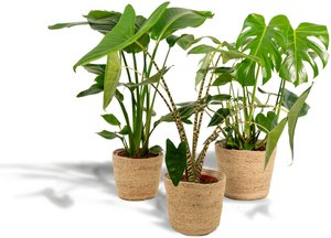 Hello Plants | Set mit 3 Zimmerpflanzen im Korb Monstera, Alocasia & Strelitzia