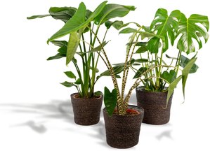 Hello Plants | Set mit 3 Zimmerpflanzen im Korb Monstera, Alocasia & Strelitzia