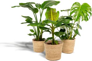 Hello Plants | Set mit 3 Zimmerpflanzen im Korb Monstera, Bananenpflanze & Strelitzia