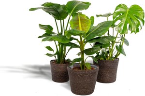 Hello Plants | Set mit 3 Zimmerpflanzen im Korb Monstera, Bananenpflanze & Strelitzia