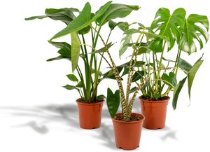 Hello Plants | Set mit 3 Zimmerpflanzen Monstera, Alocasia & Strelitzia