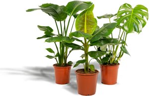Hello Plants | Set mit 3 Zimmerpflanzen Monstera, Bananenpflanze und Strelitzia