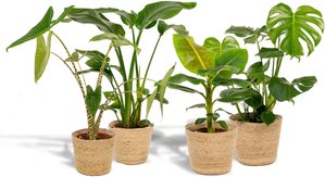 Hello Plants | Set mit 4 Zimmerpflanzen im Korb – Monstera, Alocasia, Strelitzia & Bananenpflanze