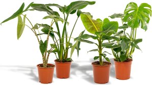 Hello Plants | Set mit 4 Zimmerpflanzen Monstera, Alocasia, Strelitzia & Bananenpflanze
