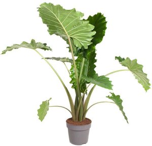 Perfect Plant | Pflanze Alocasia Portodora 120-130 cm