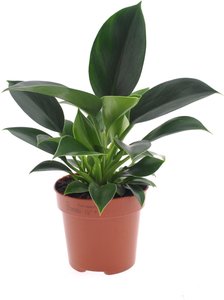 Perfect Plant | 2er Set Philodendron Grüne Prinzessin