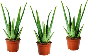 Perfect Plant | Set mit 3 Aloe Vera Zimmerpflanzen