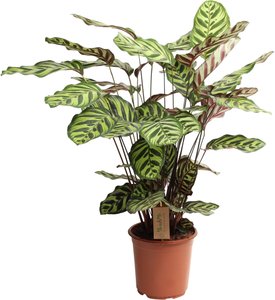 Perfect Plant | XL Calathea Makoyana