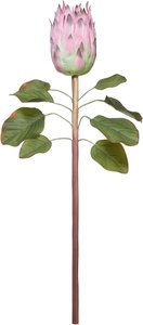 FLORISTA Protea Länge 60cm