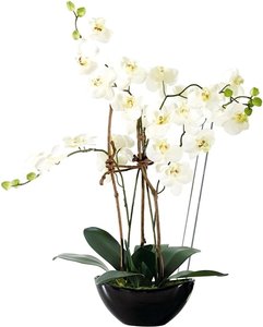 Kunstpflanze Orchidee Modern Living Weiß/Schwarz