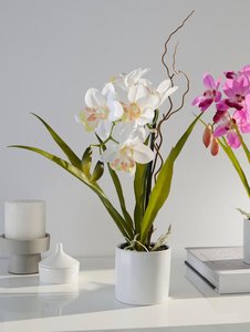 Orchidee Weiß
