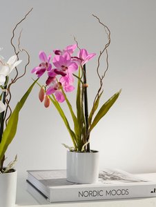 Orchidee Rosé