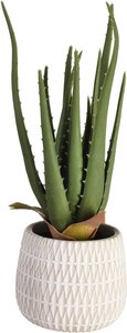 Aloe getopft ca.35cm, grün
