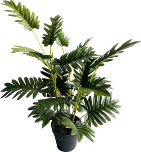 Philodendron i. Topf ca. 60cm, grün