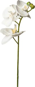 Orchidee ca. 45cm