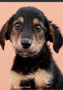 Notizbücher / Süßes Hunde Welpe Notizbuch Businessplaner Geschenkidee für Mann Frau und Kind