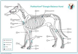 Akupunktur-Tafel Hund