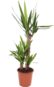 toom Luftverbesserer Palmlilie 'Yucca' 21 cm Topf