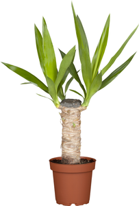 toom Palmlilie 'Yucca' 11 cm Topf